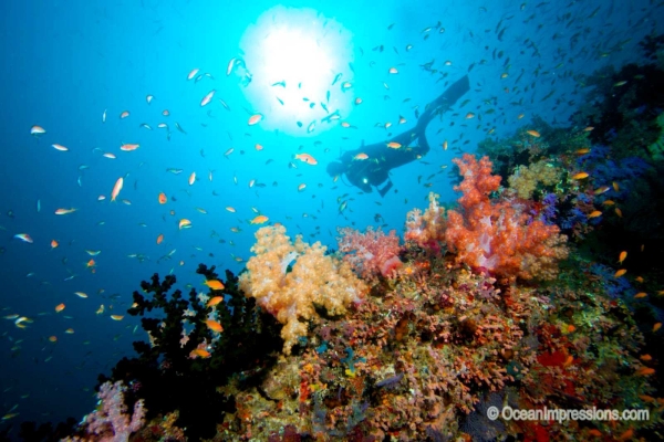 Underwater Wonders AT SOUTH ARI ATOLL